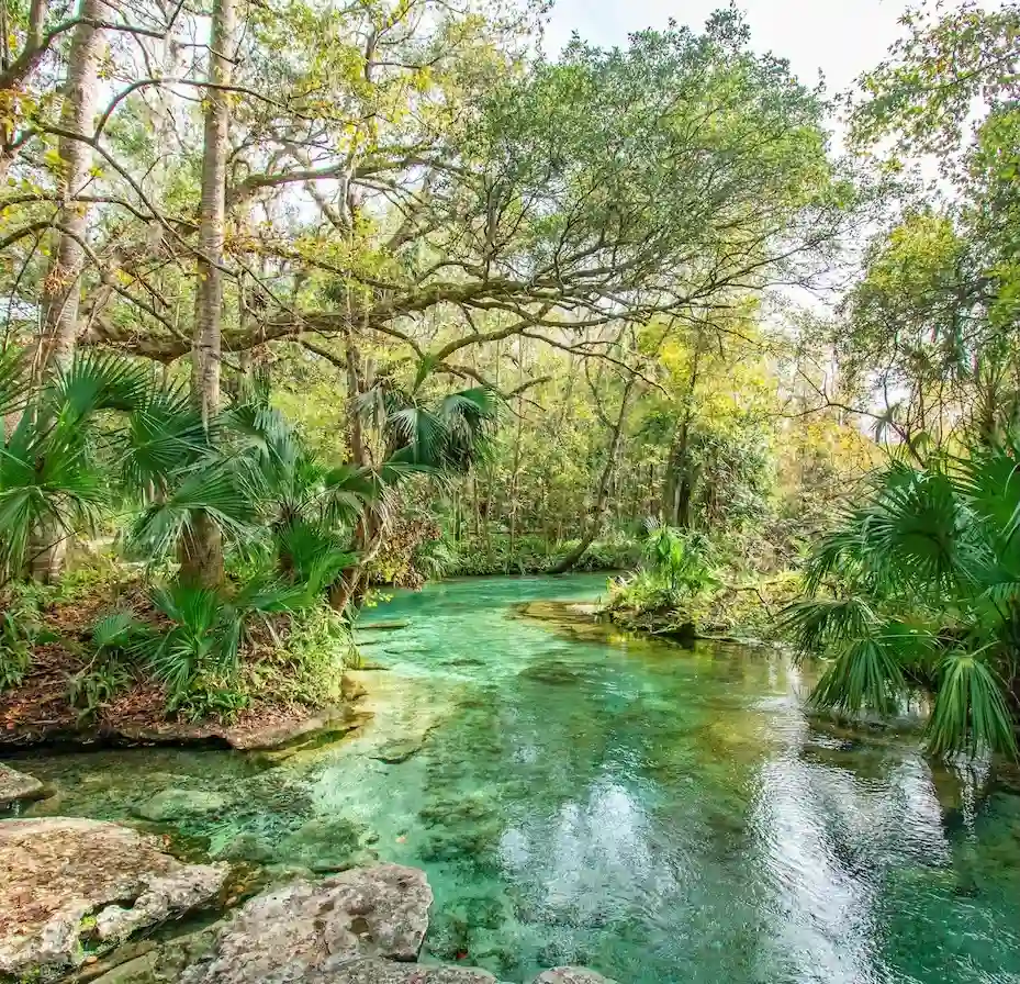 Apopka springs forest exterior